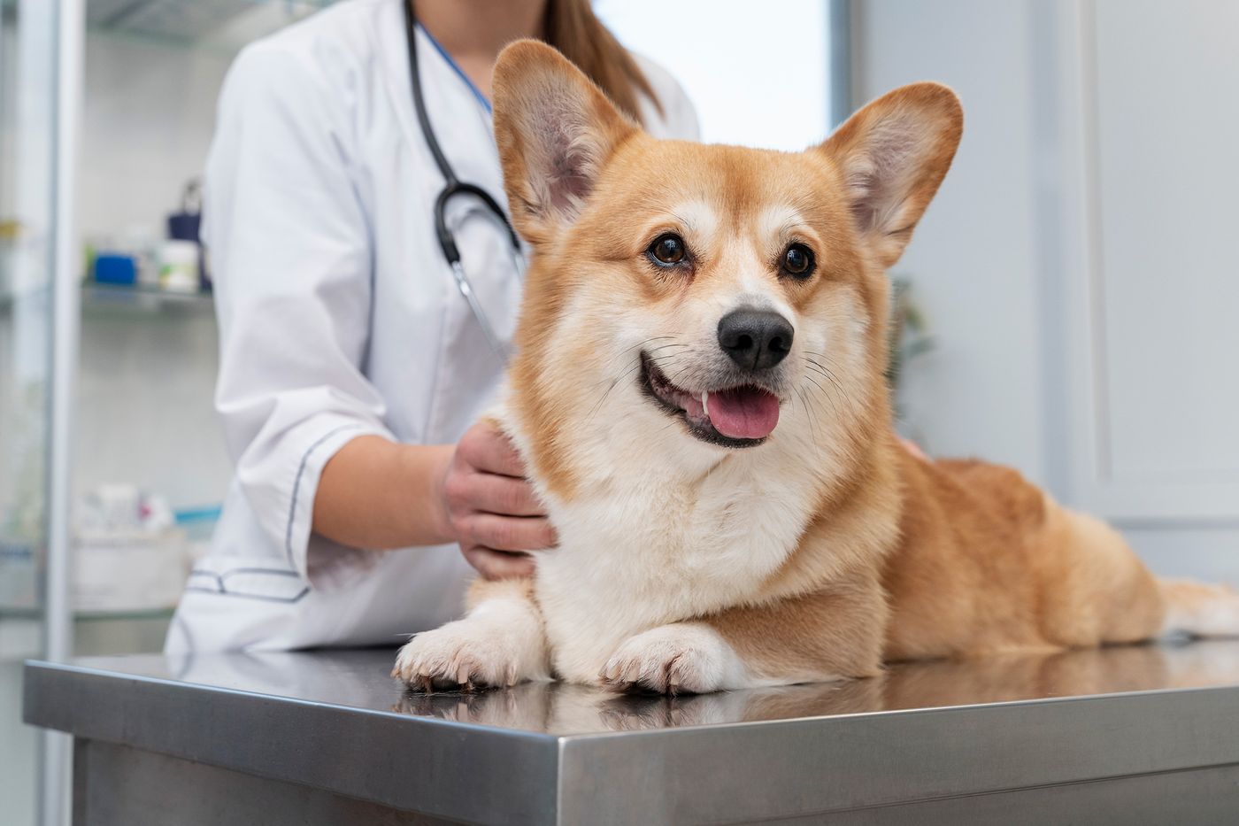 Médica veterinaria atendiendo a un perro en consulta