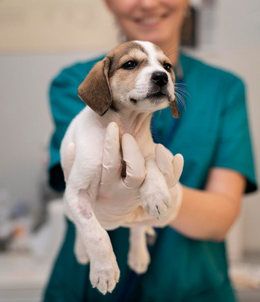 Veterinaria con un cachorro