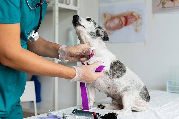 Veterinaria revisando a un perro